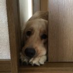 インスタグラムで一番再生された動画